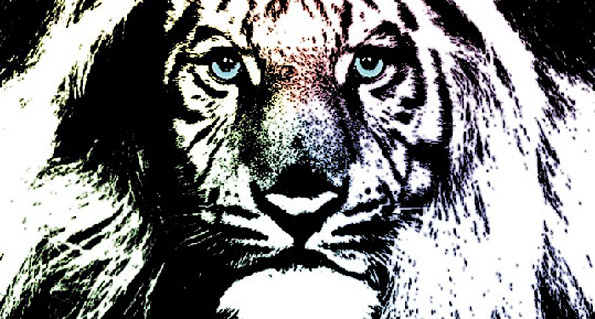 Tigerlion