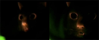 Glow Cats