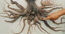Multi Octo