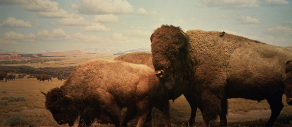 Buffalo