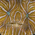 Psychedelic Fish