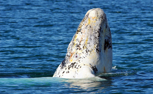 Albino Whale
