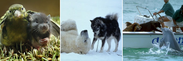 Animal Friends