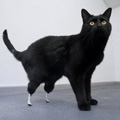 Bionic Cat