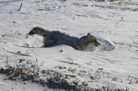 Coyote Death
