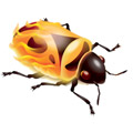 firebug