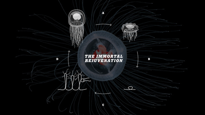 Immortal Jellyfish