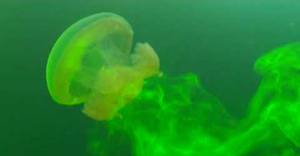 Jellyfish