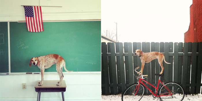 Maddie the Coonhound