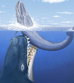 Monster Whale