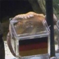 Paul the Octopus