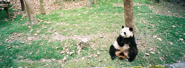 Panda Taints