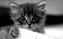 Place Kitten