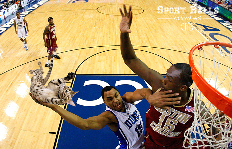 Sports Balls Replaced With Cats