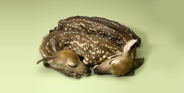 Twin Fawns